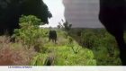 RD Congo : une femme de 60 ans tuée par un éléphant à Ankoro